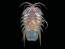 Acspi_u7.jpg
