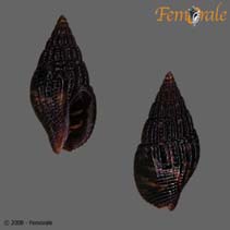 Anhil_u0.jpg