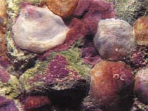 Ansim_u0.jpg