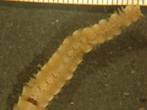 Arvit_u0.jpg