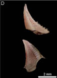 Batri_u1.jpg