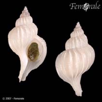 Bocep_u0.jpg