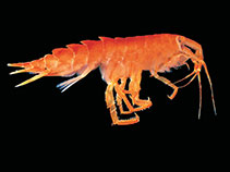 Bogig_u0.jpg