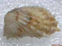 Cacal_u7.jpg