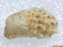 Cacal_u8.jpg