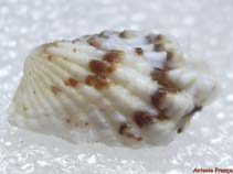 Cacal_u9.jpg
