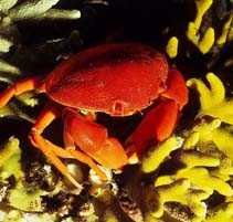 Cacon_u8.jpg