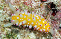 Caorn1u7.jpg