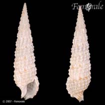 Cesal_u0.jpg