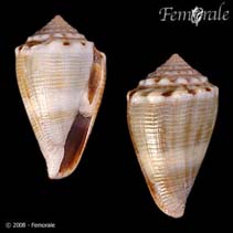 Comus_u5.jpg