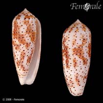 Conus_u0.jpg