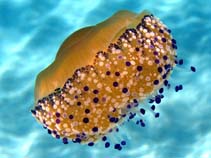Cotub_u5.jpg