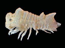 Cybea_m1.jpg
