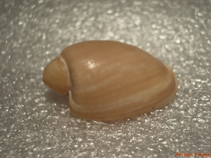 Cyoll_u0.jpg