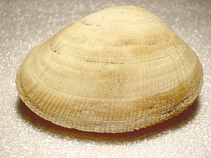 Earug_u0.jpg