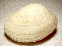 Earug_u1.jpg