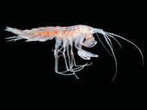 Eumic_u0.jpg