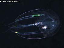 Euvex_u0.jpg