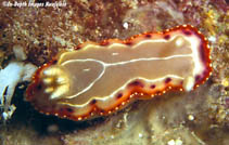 Goset_u1.jpg