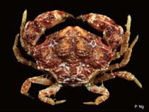 Heori_u0.jpg