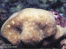 Hymic_u0.jpg