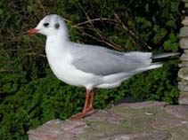 Larid_u0.jpg