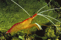 Lygra_u0.jpg