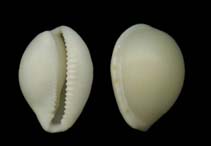 Noang_u0.jpg