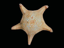Noano_u0.jpg