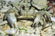 Occor_u0.jpg