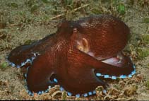 Ocmar_u6.jpg