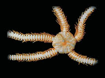 Opgig_u0.jpg