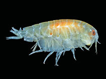 Oraca_u0.jpg