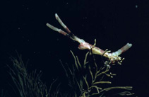 Patru_u0.jpg