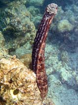 Pegra_u3.jpg
