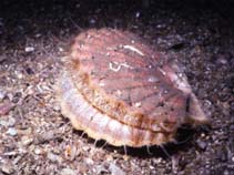 Pemax_u0.jpg
