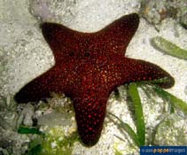 Peobt_u3.jpg