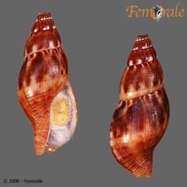 Piign_u0.jpg