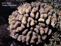 Pomea_u0.jpg