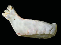 Psdub_u0.jpg