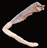 Ptdof_u0.jpg