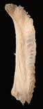 Ptdof_u5.jpg