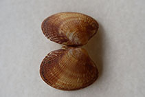 Ruphi_u0.jpg