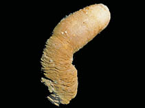 Syada_u0.jpg