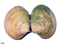 Tagay_u0.jpg