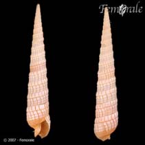 Tebab_u2.jpg
