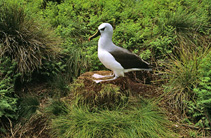 Thchl_u0.jpg