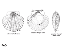 Image of Annachlamys flabellata (Leopard scallop)