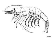 Image of Benthesicymus altus 