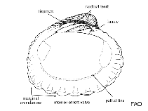 Image of Crassicardia crebricostata (Many-rib Cyclocardia)